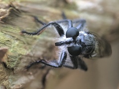 Andrenosomatini