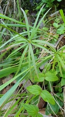 Galium aristatum