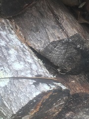 Anolis sagrei