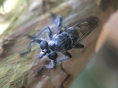 Andrenosomatini