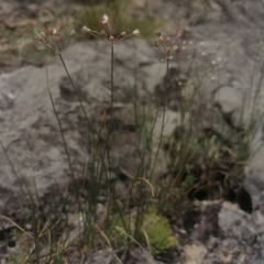 Allium vodopjanovae