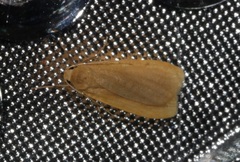 Manulea fuscodorsalis