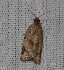 Neocalyptis affinisana