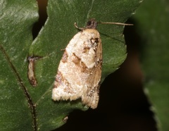 Neocalyptis liratana