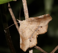 Pangrapta curtalis