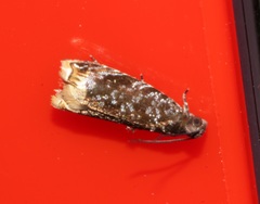 Pseudacroclita hapalaspis