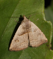 Rivula basalis