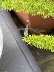 Pachydiplax longipennis