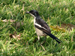 Laniarius major mossambicus