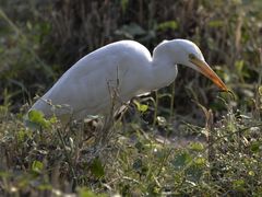 Bubulcus ibis