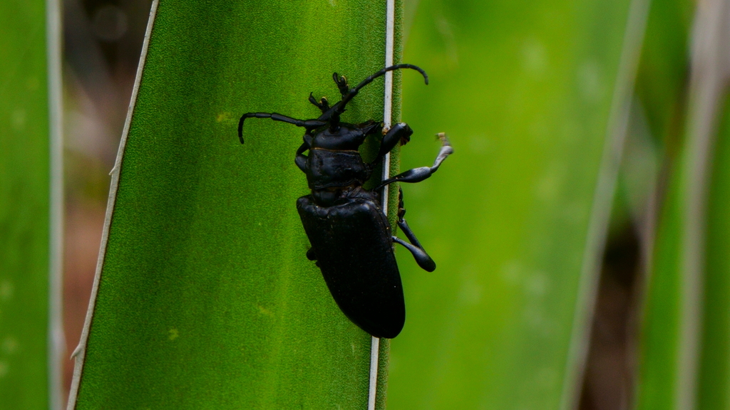 Acanthoderes funeraria
