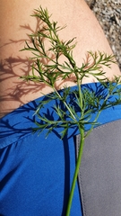 Mutellina purpurea