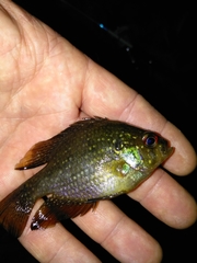 Enneacanthus gloriosus