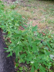 Chenopodium album