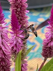 Pachodynerus erynnis