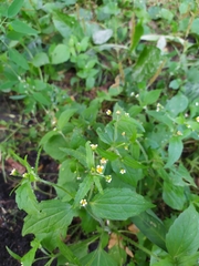 Galinsoga quadriradiata