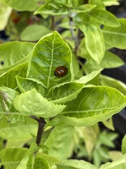 Coccinella septempunctata