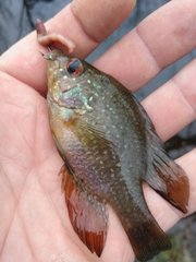 Enneacanthus gloriosus