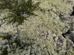 Alectoria ochroleuca