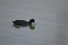 Fulica atra