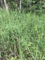 Calamagrostis × acutiflora