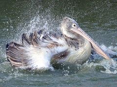 Pelecanus philippensis