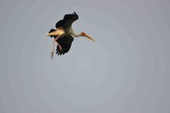 Mycteria leucocephala