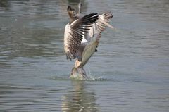 Pelecanus philippensis