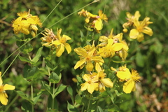Hypericum richeri