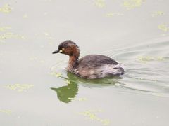 Tachybaptus ruficollis