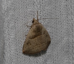Rivula basalis