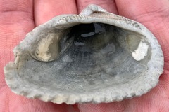 Noetia