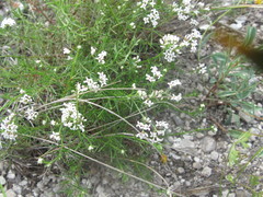 Asperula tephrocarpa