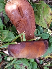 Tylopilus ferrugineus