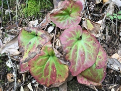 Asarum