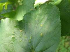 Eriophyes exilis
