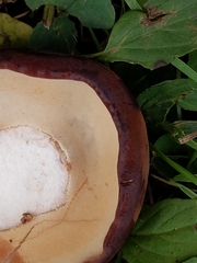 Tylopilus ferrugineus