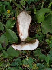 Tylopilus ferrugineus