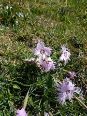Dianthus sternbergii