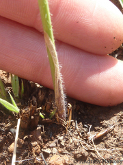 Gladiolus pardalinus