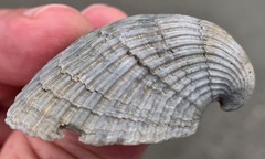 Noetia