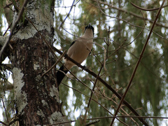 Laniarius major mossambicus