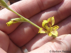 Gladiolus pardalinus