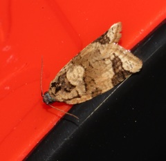 Neocalyptis liratana