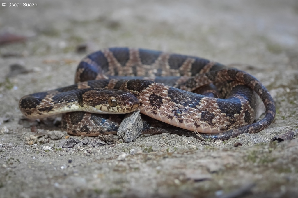 Rhombic Cat-eyed Snake (Leptodeira rhombifera)