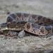 Rhombic Cat-eyed Snake - Photo (c) Oscar Suazo-Ortega, some rights reserved (CC BY-NC), uploaded by Oscar Suazo-Ortega