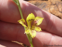 Gladiolus pardalinus