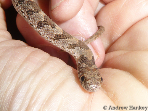 Photo of a Common Egg Eater (Dasypeltis scabra)