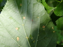 Eriophyes exilis