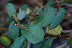 Frangula californica tomentella